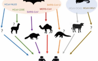 Veterinerlik Açısından SARS CoV-2 (Covid-19) Pandemi Süreci ve Mücadelede Veteriner Hekimlerin Rolü
