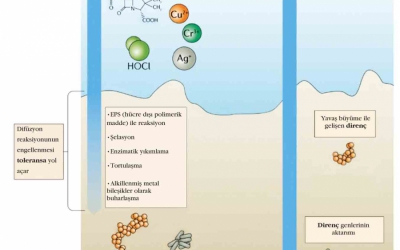 Biyofilmler: Başarılı mikrobiyal strateji