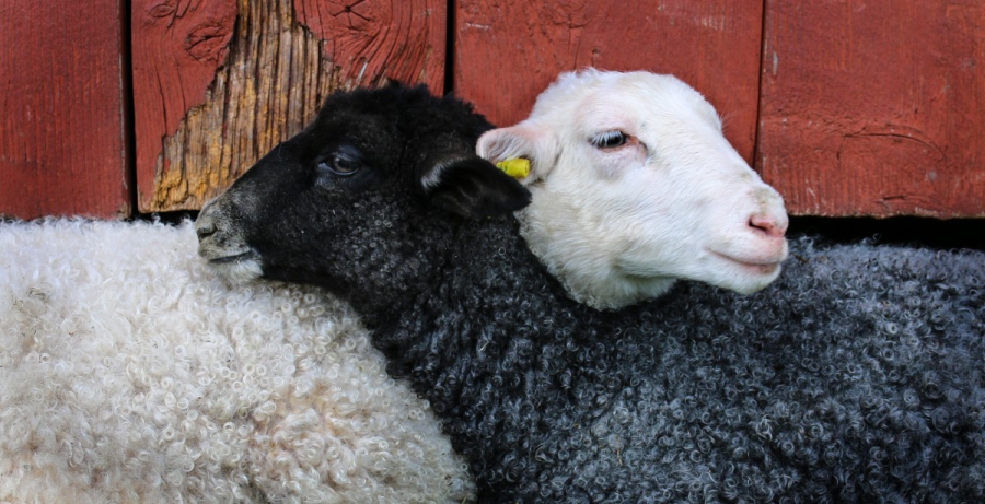 Koyun ve Keçilerde Mastitisin Önemi