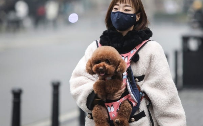 Çin, köpekleri besi hayvanı yerine evcil hayvan olarak sınıflandıracak