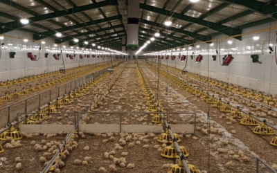 HATO AYDINLATMASININ BROYLER DAMIZLIKLARI ÜZERİNE ETKİLERİ