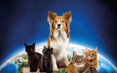 KÜRESEL PET FOOD PAZARI