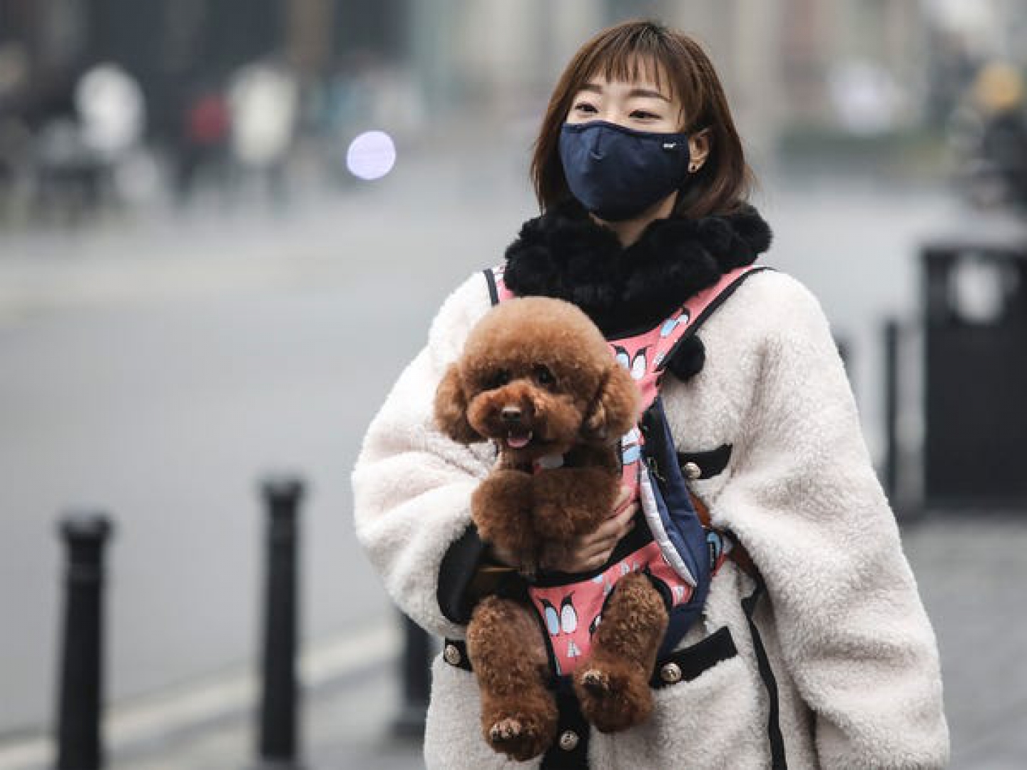 Çin, köpekleri besi hayvanı yerine evcil hayvan olarak sınıflandıracak