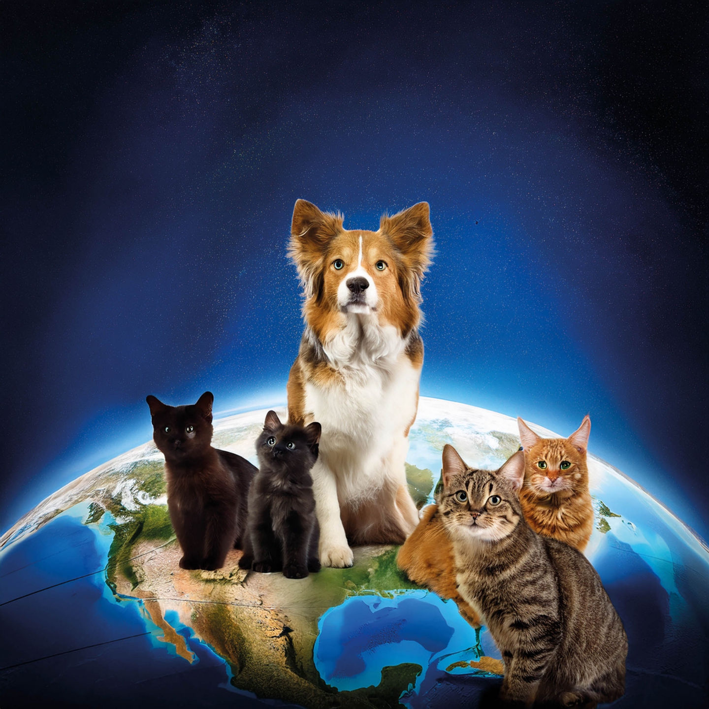 KÜRESEL PET FOOD PAZARI